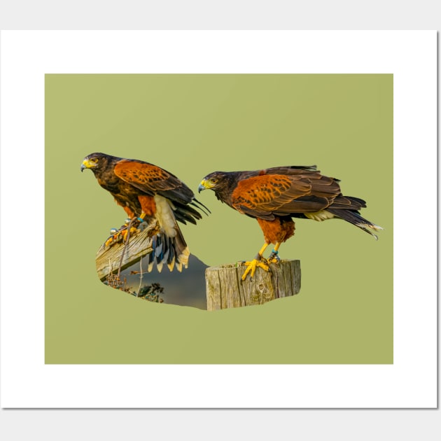 Pair of Harris Hawks on the hunt Wall Art by dalyndigaital2@gmail.com